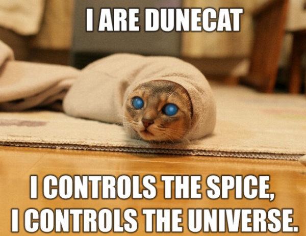 dunecat.jpg